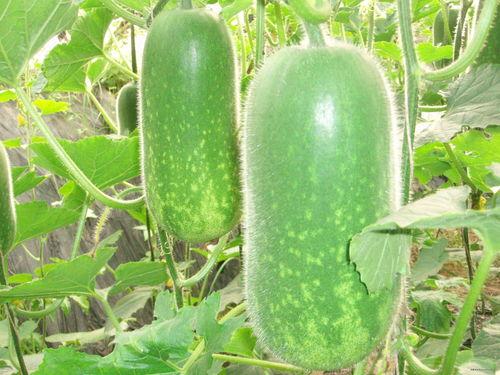 小素和波波吃瓜,娱乐圈幕后故事全解析